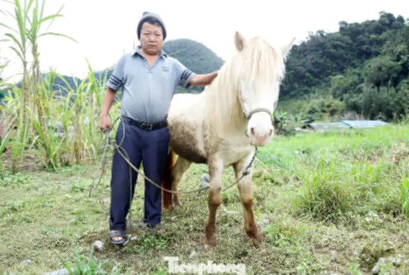 Ngựa Mường Lống: Nỗ lực bảo tồn giống vật nuôi quý giữa 'cổng trời' Nghệ An