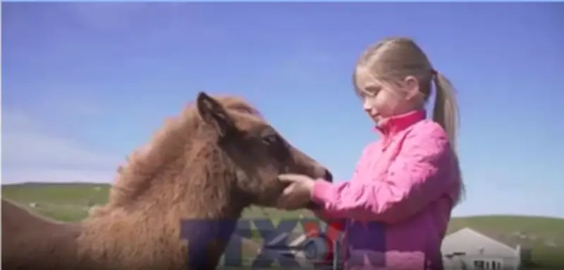 Ngựa Shetland: Linh vật nhỏ bé, thông minh và khỏe mạnh của quần đảo Scotland