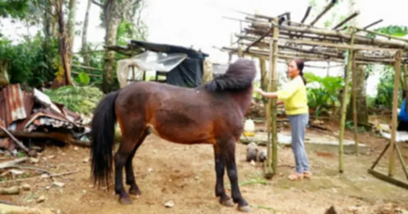 Ngựa Thồ Cao Nguyên Vân Hòa: Từ Bạn Đồng Hành Đến 'Chiến Mã' Trong Hội Đua Độc Đáo