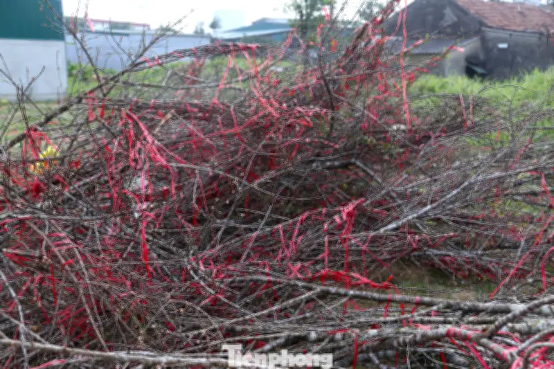 Nghệ An: Hàng trăm cành đào Tết bị chặt bỏ, chất đống ven đường gây xót xa