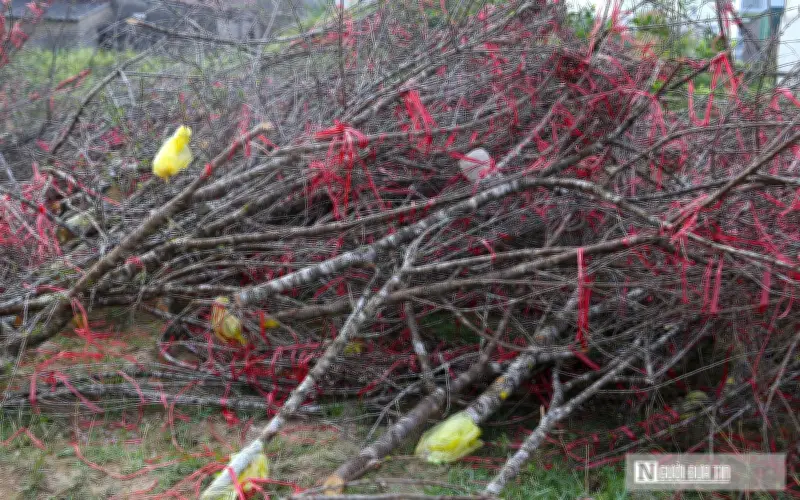 Nghệ An: Hàng trăm cành đào Tết bị chặt bỏ, vứt đầy đường vì ế ẩm