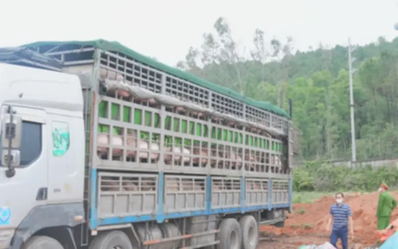 Nghệ An: Ngăn chặn xe vận chuyển hơn 15 tấn lợn nhiễm dịch tả lợn châu Phi