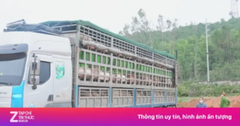 Nghệ An phát hiện ôtô chở hơn 15 tấn lợn nhiễm dịch tả lợn châu Phi