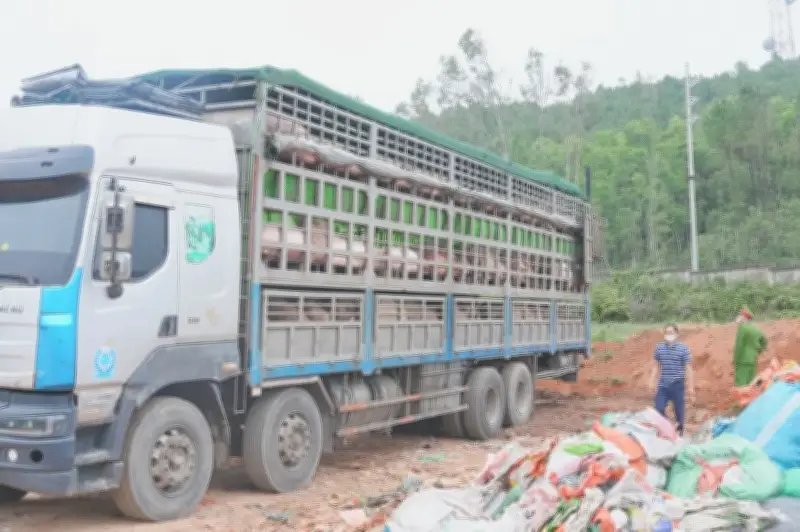 Nghệ An phát hiện xe tải vận chuyển 180 con lợn nhiễm dịch tả châu Phi không giấy kiểm dịch