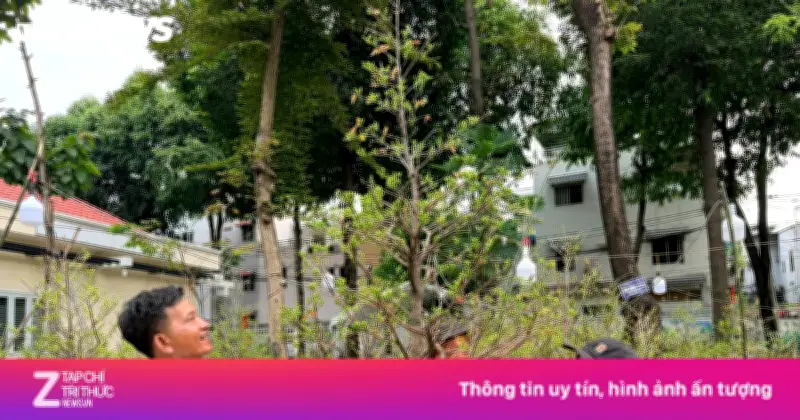 Nghề 'Chở Tết' Ở TP.HCM: Thu Nhập Tiền Triệu Mỗi Ngày Từ Vận Chuyển Hoa Xuân