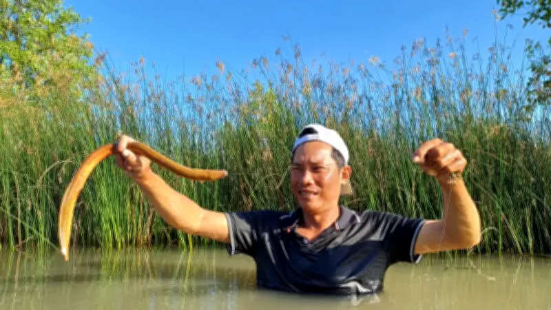 Nghề câu lịch ở Cà Mau: Từ loài phá hoại thành đặc sản, giúp dân kiếm tiền triệu