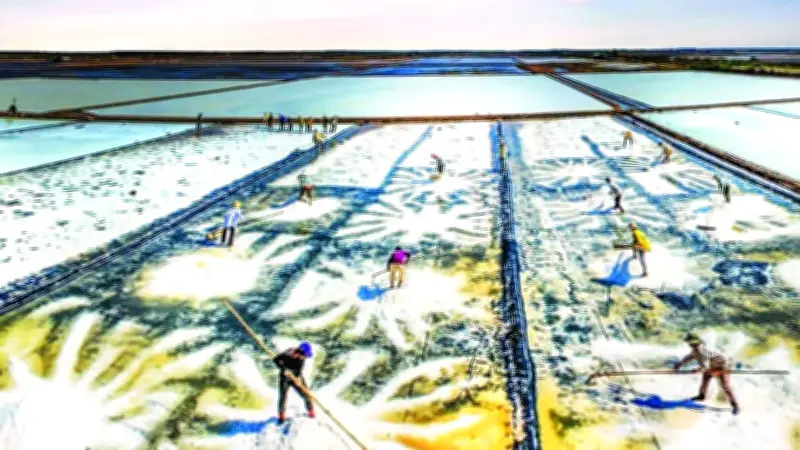 Nghề Muối Bạc Liêu: Hơn 100 Năm Thăng Trầm Và Hy Vọng Phục Hưng