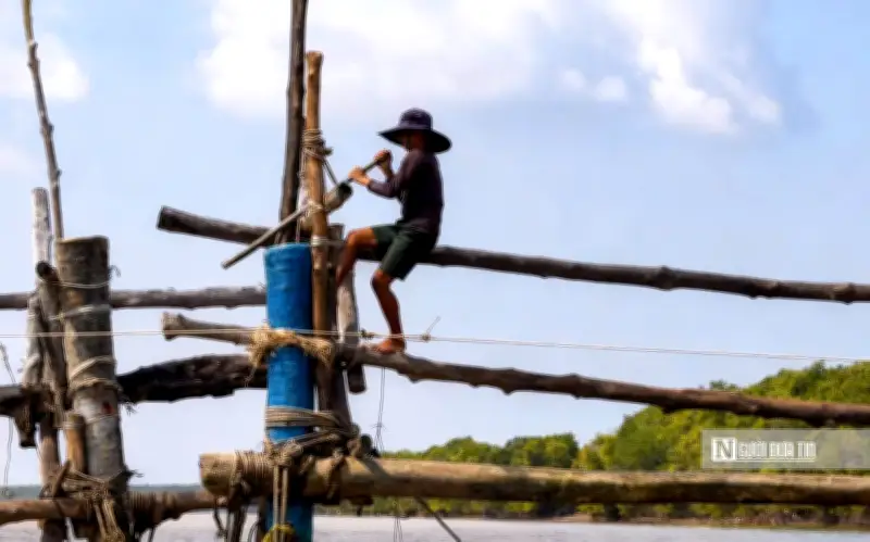 Nghề đóng đáy Cà Mau: Kế sinh nhai và di sản văn hóa giữa dòng Cửa Lớn