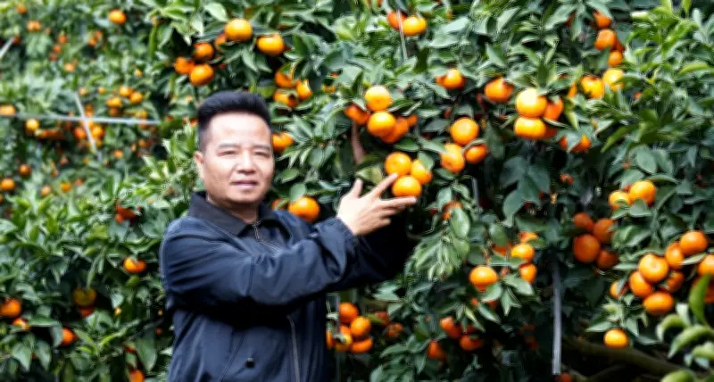 Nghệ nhân chầu văn Nguyễn Văn Chung: Từ di sản tâm linh đến trang trại cam 80ha