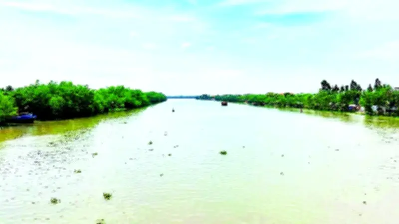 Nghề săn cá ngát trên sông Cửu Long: Cuộc mưu sinh đầy thử thách và nguy cơ mai một