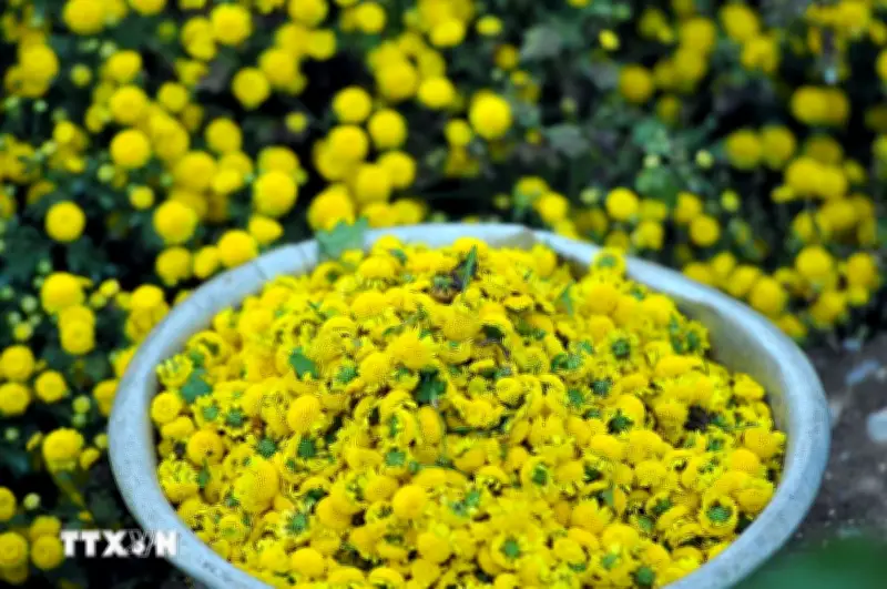 Nghĩa Trại Lạng: Ngôi làng dược liệu độc nhất vô nhị tại Việt Nam