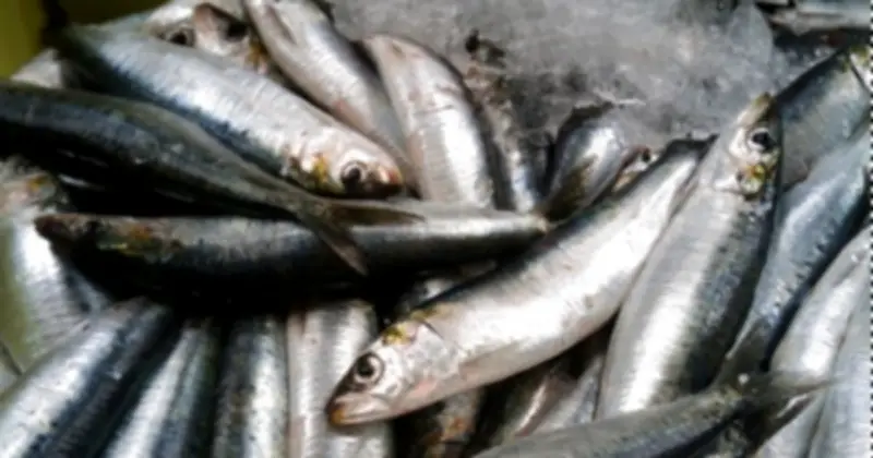 Nghiên cứu lớn: Ăn cá béo giảm nguy cơ đột quỵ, nhưng cần lưu ý an toàn cho người cao tuổi