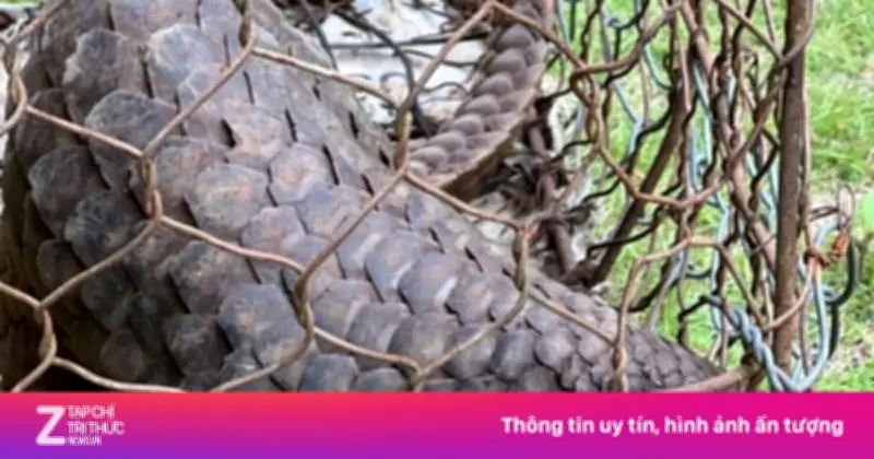 Người dân Lâm Đồng tự nguyện giao nộp tê tê quý hiếm trong Sách Đỏ cho cơ quan chức năng