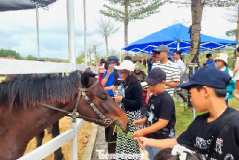 Người dân Quảng Trị đổ xô ngắm ngựa lấy hên đầu năm Bính Ngọ