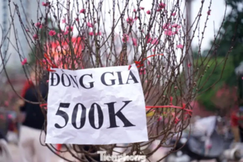 Người Hà Nội đổ xô săn đào, quất giá rẻ chiều 27 Tết