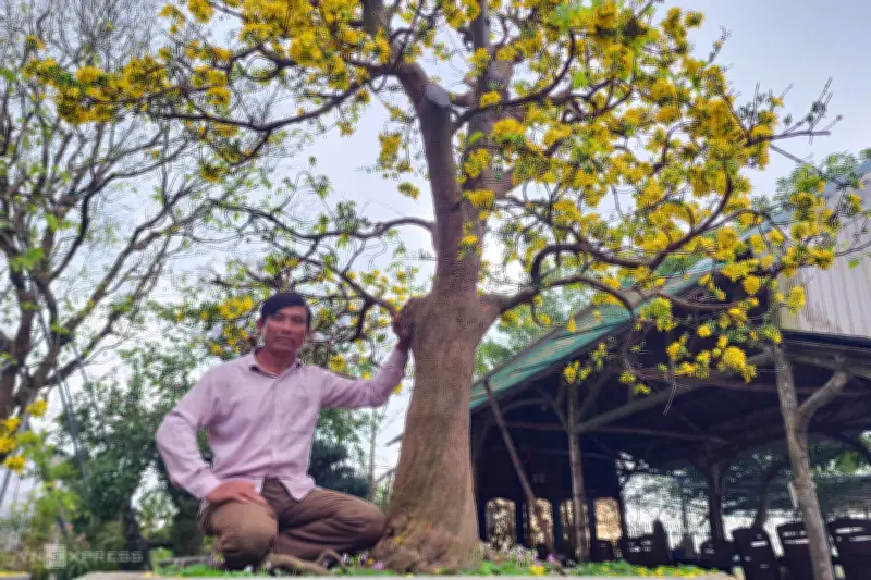 Người hồi sinh hoàng mai Huế cổ thụ và hành trình bảo tồn di sản
