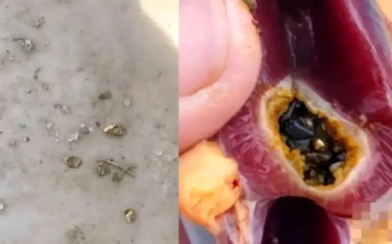 Người đàn ông Hồ Nam phát hiện vàng thật trong bụng vịt khi chuẩn bị Tết