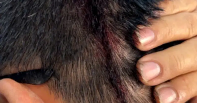 Người đàn ông ở TP.HCM bị hàng xóm tấn công vì tranh chấp đất đai