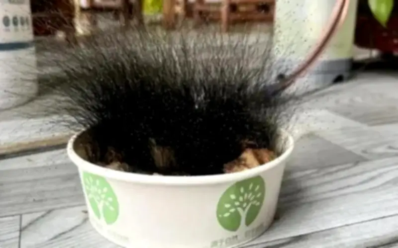 Người đàn ông Trung Quốc sốc khi thấy bát cơm bò mọc nấm mốc cao 15 cm sau Tết