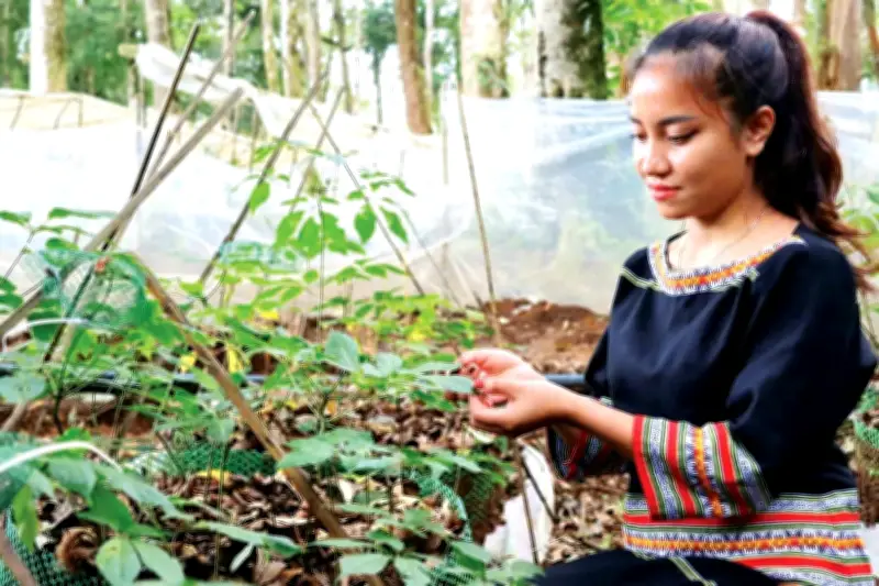 Người Xơ Đăng đón Tết trên núi Ngọc Linh: 'Ăn Tết với sâm' để bảo vệ quốc bảo