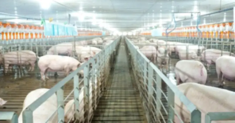 Ngành chăn nuôi 2025: Phân hóa mạnh với lợi nhuận tăng vọt và áp lực giảm sâu