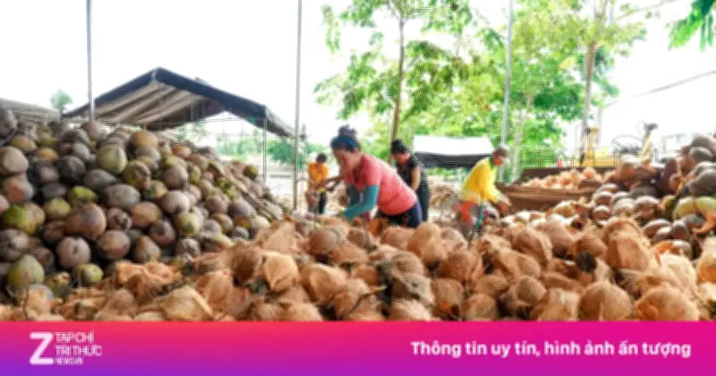 Ngành Dừa Việt Nam Chính Thức Gia Nhập Câu Lạc Bộ Xuất Khẩu Tỷ USD