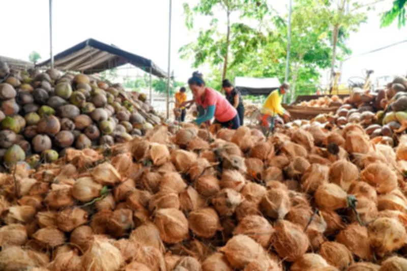 Ngành Dừa Việt Nam: Từ 180 Triệu USD Lên Hơn 1,1 Tỷ USD Xuất Khẩu Sau 15 Năm