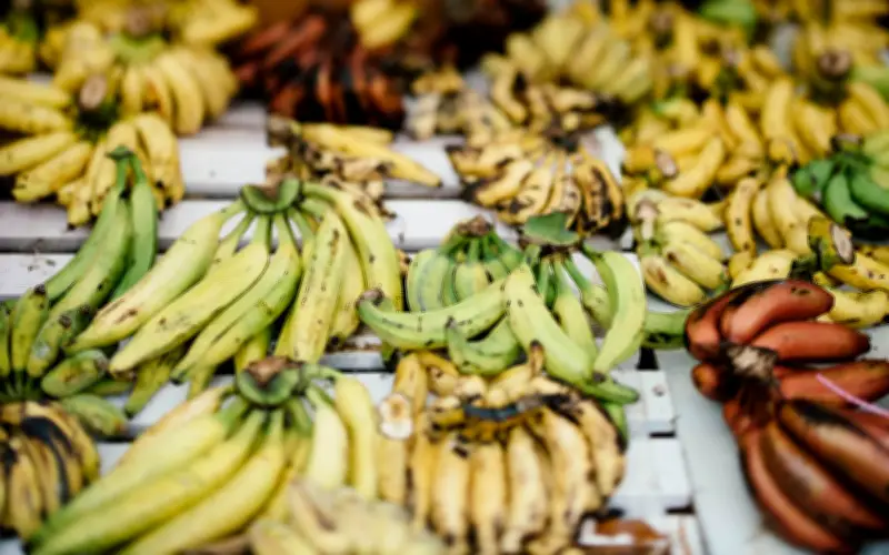 Nguy Cơ Tuyệt Chủng Chuối Cavendish: Khoa Học Tìm Giải Pháp Từ Gene Kháng Bệnh