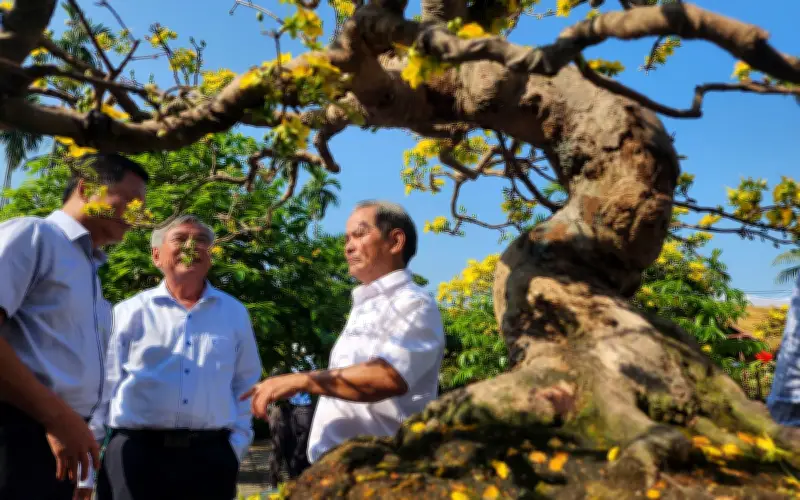 Ngày Hội Bonsai - Mai Vàng Nghĩa Hành Lần IV: Rực Rỡ Sắc Xuân Và Động Lực Kinh Tế
