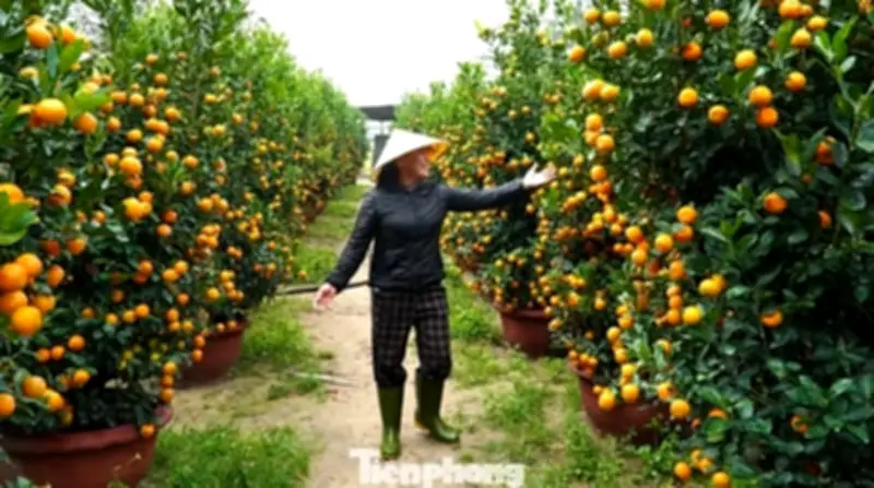 Ngày Mùng 9 Tháng Giêng: Ý Nghĩa 'Ngày Vía Trời' Và Những Điều Nên Làm Để Cả Năm Hanh Thông