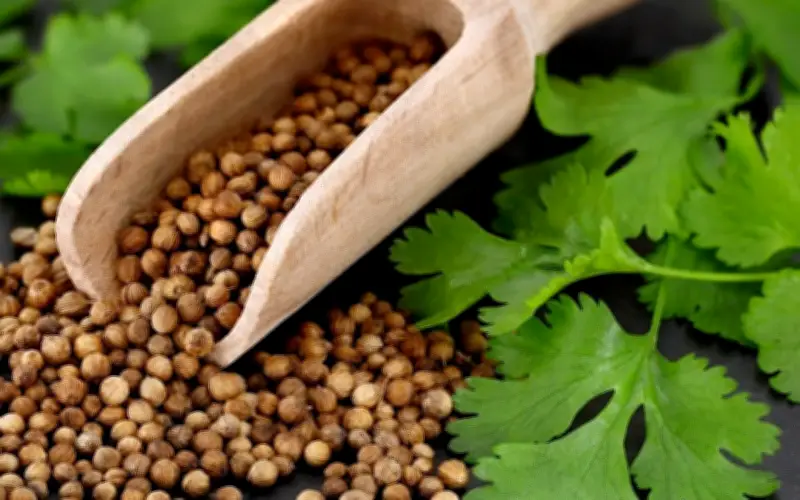 Ngày Quốc tế Ghét Rau Mùi: Khoa học lý giải vì sao nhiều người 'không đội trời chung' với loại gia vị này