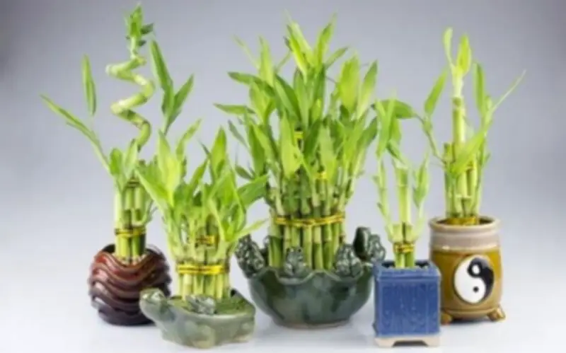 Ngày Vía Thần Tài 2026: Gợi Ý Mua Sắm Để Cầu Tài Lộc, Đầy Nhà May Mắn