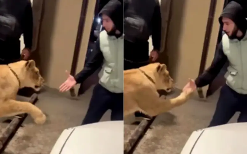 Người đàn ông suýt mất tay khi cố bắt tay với sư tử ở Nga