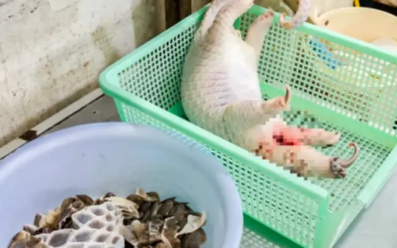 Nhà hàng Khánh Hòa giết mổ tê tê Java quý hiếm để chế biến món ăn cho khách