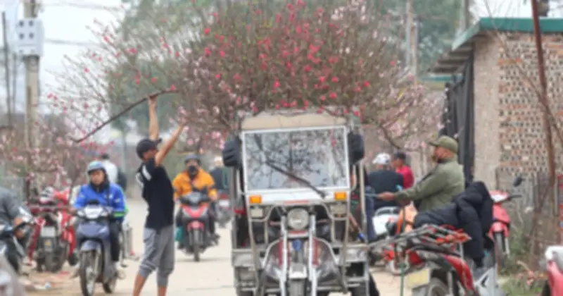 Làng đào Nhật Tân nhộn nhịp cận Tết, người trồng vượt thời tiết để hoa nở đúng dịp