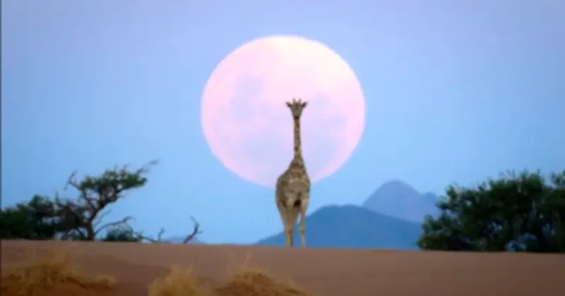 Nhiếp ảnh gia bác bỏ tin đồn AI, tiết lộ câu chuyện đằng sau bức ảnh hươu cao cổ và mặt trăng