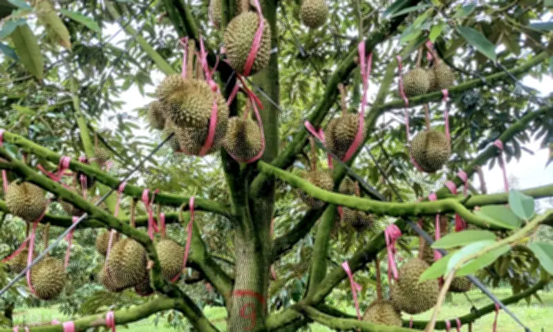 Nhiều 'đại gia' nông nghiệp lãi kỷ lục năm 2025, Dabaco và HAGL dẫn đầu