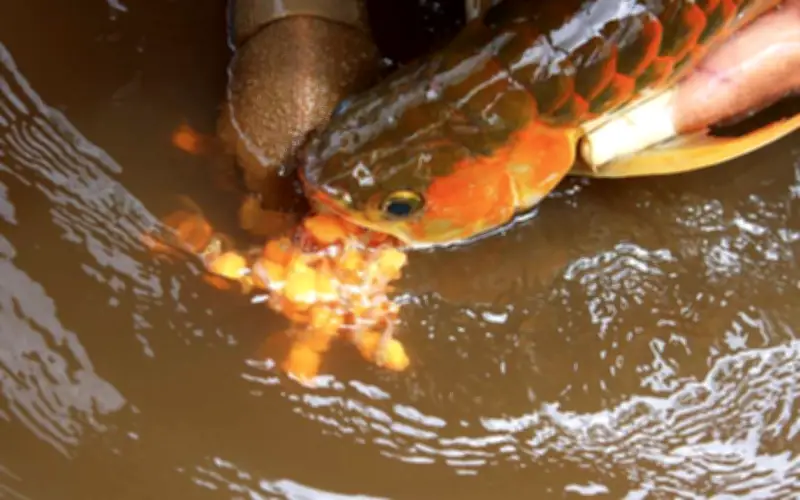 Nhiều người ngộ độc sau khi ăn trứng cá rồng tại Thanh Hóa, Bộ Y tế chỉ đạo khẩn