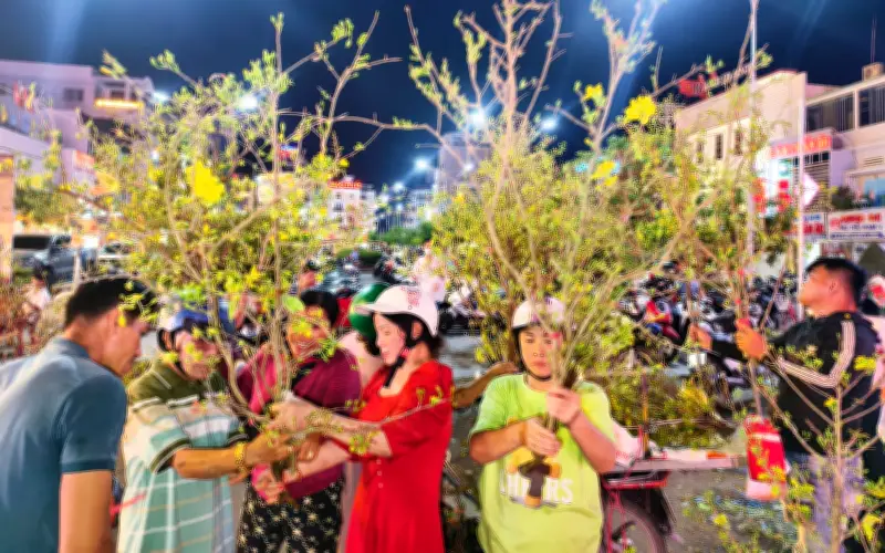 Nhộn nhịp mua bán nhánh mai vàng đón Tết Bính Ngọ tại An Giang