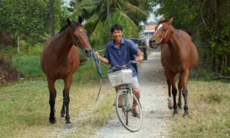 Những 'Chiến Mã' Cuối Cùng Ở Thủ Phủ Ngựa Đua Đức Hòa, Tây Ninh