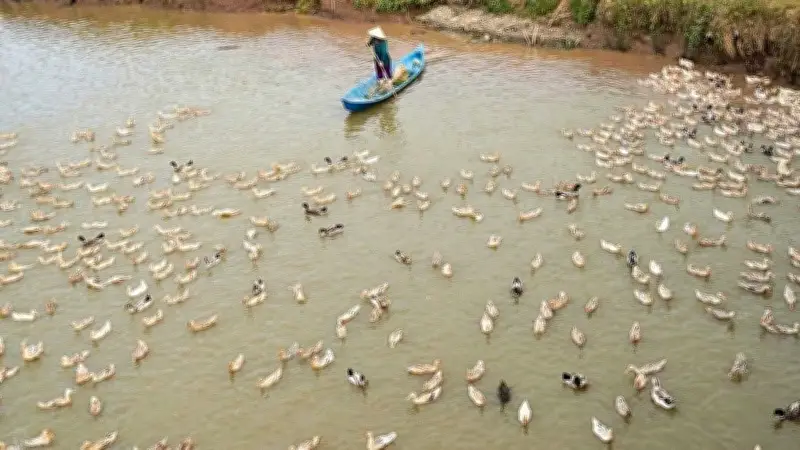 Những 'Du Mục' Ruộng Đồng: Tết Là Ngày Thường Trong Hành Trình Mưu Sinh