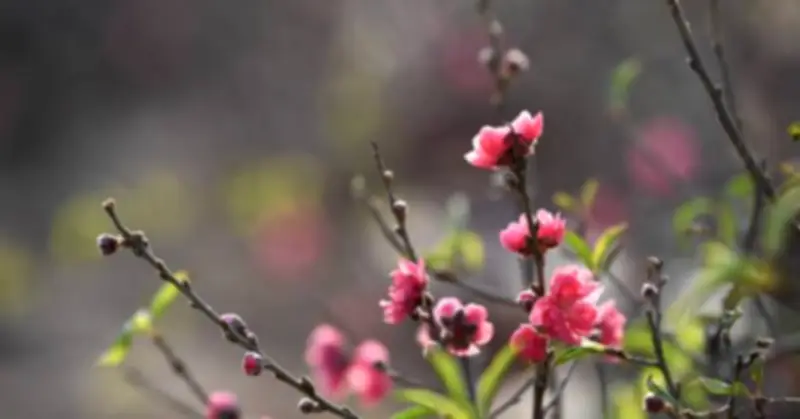 Những Lời Chúc Tết Bằng Tiếng Anh Hay Và Ý Nghĩa Đón Năm Mới Bính Ngọ 2026