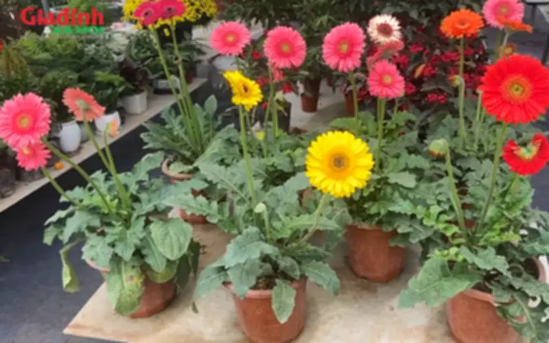 Những Loài Hoa Giá Rẻ Mang Ý Nghĩa Cát Tường, May Mắn Đầu Năm Mới