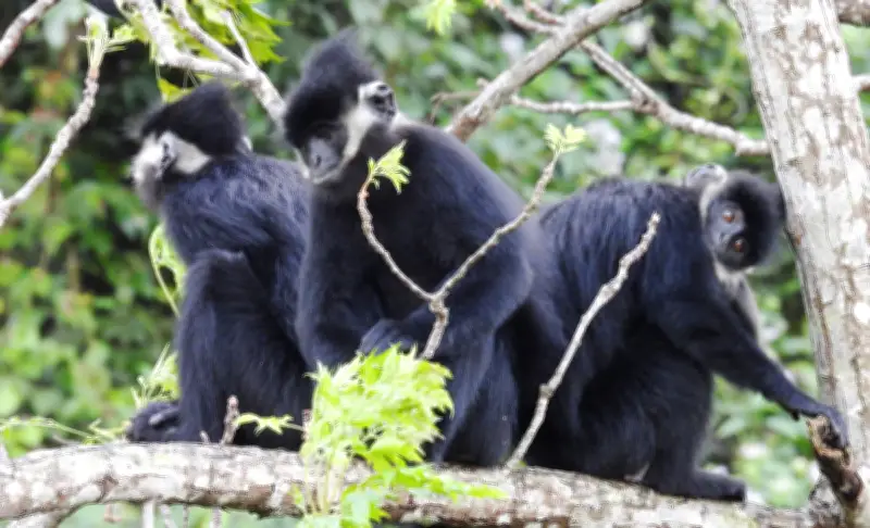 Những Người Tình Nguyện Giữ Rừng Bảo Vệ Đàn Voọc Quý Hiếm Tại Quảng Trị