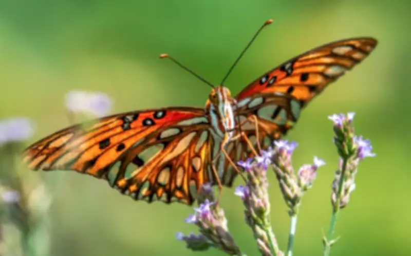 Những tháng sinh âm lịch nào dễ có hôn nhân hạnh phúc theo quan niệm dân gian?