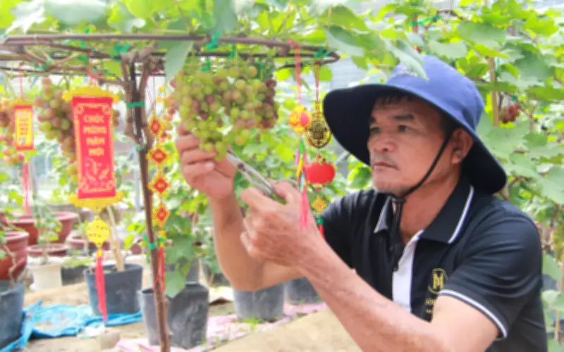 Nho Cảnh Ninh Thuận 'Cháy Hàng' Dịp Tết, Giá Cao Vẫn Hút Khách