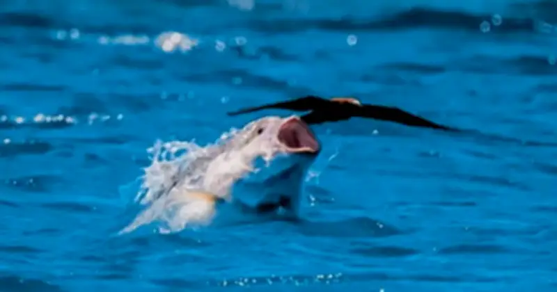 Những Kẻ Săn Mồi Dưới Nước: Cá Trở Thành Sát Thủ Trên Bầu Trời