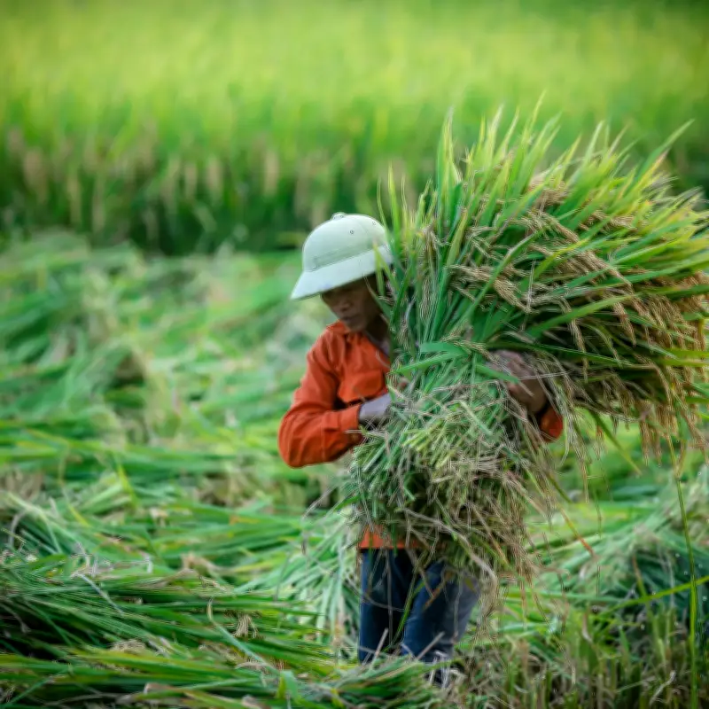 Nỗi lo đồng gạo nhường chỗ cho khát vọng thịnh vượng tại Đồng bằng sông Cửu Long