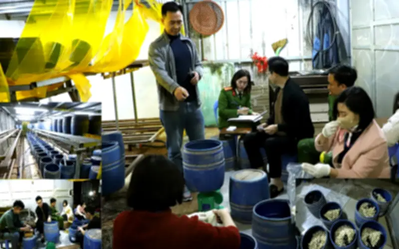 Ninh Bình: Khởi tố chủ cơ sở sản xuất gần 2,8 tấn giá đỗ sử dụng chất cấm