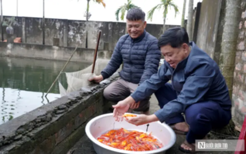 Ninh Châu Nhộn Nhịp Mùa Cá Chép Đỏ Phục Vụ Ông Công, Ông Táo